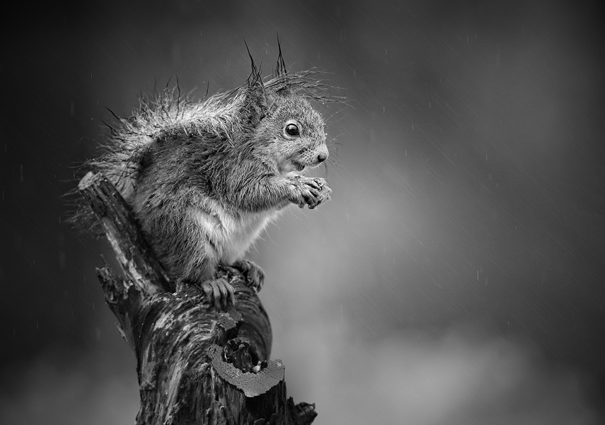 Fotograf  Roland Jensen  Titel: Wet squirrel